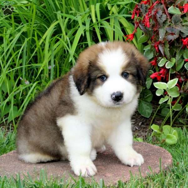 Jed, Great Pyrenees Mix Puppy